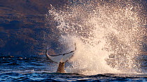 Killer whale / orca (Orcinus orca) splashing with tail fluke. Kvaloya, Troms, Norway October Sequence 5 of 7