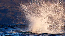 Killer whale / orca (Orcinus orca) splashing with tail fluke. Kvaloya, Troms, Norway October Sequence 6 of 7