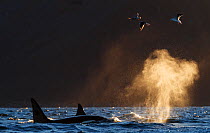 Killer whales / orcas (Orcinus orca) pod at surface, blowing backlit, Troms, Norway. November.