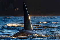Killer whales / orcas (Orcinus orca) dorsal fin, Troms, Norway. November.