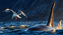 Herring gull and Killer whales / orcas (Orcinus orca) feeding on herring Troms, Norway. November.