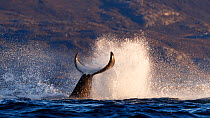Killer whale / orca (Orcinus orca) splashing with tail fluke. Kvaloya, Troms, Norway. Sequence 1 of 7 November.