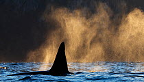 Killer whales / orcas (Orcinus orca) fin, Troms, Norway. November.