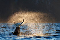 Killer whales / orcas (Orcinus orca) fluke at surface, Troms, Norway. November.