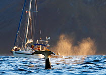 Killer whales / orcas (Orcinus orca) Troms, Norway. November.