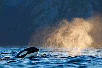 Killer whale / orca (Orcinus orca) spyhopping. Troms, Norway. November.