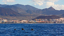 Short-finned pilot whale (Globicephala macrorhynchus) three swimming at surface, with fins, Tenerife, Spain.