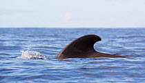 Short-finned pilot whale (Globicephala macrorhynchus) dorsal fin, Tenerife, Spain. November.