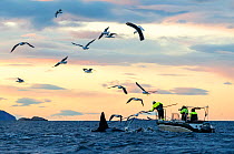 Tagging of Killer whales / orcas (Orcinus orca) with camera tag. Troms, Norway. November.