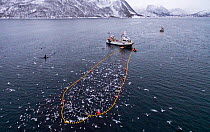 Herring boat with net full of Herring (Clupea harengus) Troms, Norway. November.