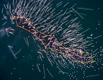 Aerial view of Humpback whales (Megaptera novaeangliae) and Killer whales / orcas (Orcinus orca) investigating Herring (Clupea harengus) caught in fishing net, long exposure of gulls taking off. Norwa...