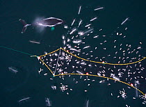 Aerial view of Humpback whales (Megaptera novaeangliae) investigating Herring (Clupea harengus) caught in fishing net, with gulls, Norway. December.