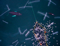 Aerial view of Humpback whales (Megaptera novaeangliae) and Killer whales / orcas (Orcinus orca) investigating Herring (Clupea harengus) caught in fishing net, with gulls, Norway. December.