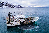 Herring boat with net full of Herring (Clupea harengus). Killer whales / orcas (Orcinus orca) feeding around the boat. Troms, Norway. November.