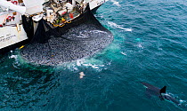 Herring boat with net full of Herring (Clupea harengus). Killer whales / orcas (Orcinus orca) feeding around the boat. Troms, Norway.
