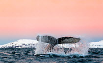 Humpback whales (Megaptera novaeangliae) tail fluke Troms, Norway.