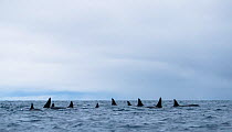 Killer whales / orcas (Orcinus orca) group of eleven at surface Troms, Norway. November