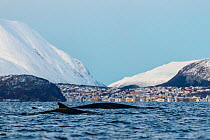 Fin whale (Balaenoptera physalus). In background is the small town Skjervoy, Troms, Northern Norway.