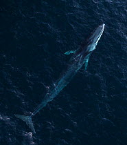 Aerial view of Fin whale (Balaenoptera physalus) Troms, Norway. November