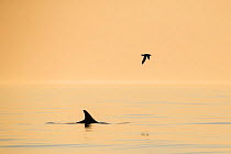Risso&#39;s dolphin (Grampus griseus) and fulmar photographed just before midnight. Outside Andoya, Northern Norway. November.
