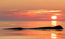 Sperm whale (Physeter macrocephalus) and midnight sun. Outside Andoya, Northern Norway. November.