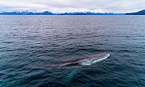 Aerial view of Fin whale (Balaenoptera physalus) Norway. November.