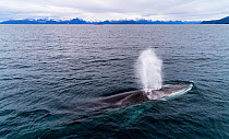 Aerial view of Fin whale (Balaenoptera physalus) Norway. November