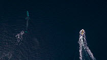 Aerial view of Fin whale (Balaenoptera physalus) and boat. Norway, November.