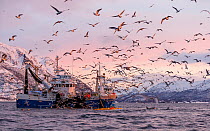 Herring boat with net full of Herring (Clupea harengus) with large flock of gulls flying nearby, Norway. November 2018.