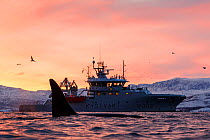 Killer whales / orcas (Orcinus orca) and Norwegian coast guard. at sunrise, Norway. November 2018.