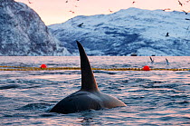 Killer whales / orcas (Orcinus orca) feeding around net full of herring, Norway. November 2018.