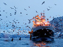Killer whales / orcas (Orcinus orca) and gulls around a boat, Norway. November.