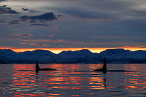 Killer whales / orcas (Orcinus orca) at sunset, Norway. December.