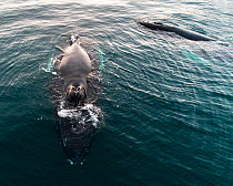 Aerial shot of Humpback whales (Megaptera novaeangliae) Norway. November.