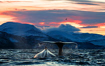 Humpback whales (Megaptera novaeangliae) surfacing, Norway. November.