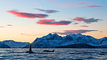 Killer whales / orcas (Orcinus orca) in landscape, Norway. November.