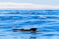 Long-finned pilot whale (Globicephala melas). Andfjorden, Andoya, Norway. November.