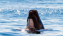 Long-finned pilot whale (Globicephala melas) spyhopping, Andfjorden, Andoya, Norway. November.
