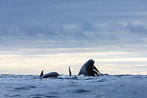 Long-finned Pilot Whales (Globicephala melas) surfacing, Kvaloya, Norway. November.