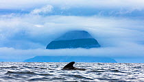 Long-finned pilot whale (Globicephala melas). Kvaloya, Norway.
