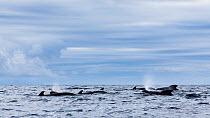 Long-finned pilot whale (Globicephala melas) pod at surface, Kvaloya, Norway. November.