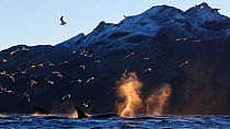 Killer whales / orcas (Orcinus orca) feeding on a bait ball of Herring Troms, Norway. November.
