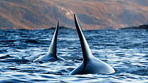 Killer whale (Orcinus orca), two with dorsal fins above water. Troms, Norway. October.