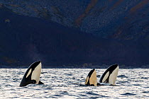 Killer whale (Orcinus orca) pod including juvenile spyhopping in coastal waters. Troms, Norway. October.