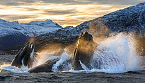 Showreel of video and photographs by Espen Bergersen showing Orcas (Orcinus orca) and Humpback whales (Megaptera novaeangliae) feeding on a huge shoal of Atlantic herring (Clupea harengus), Troms, Nor...