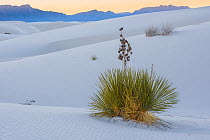 Soaptree yucca (Yucca elata) and gypsum sand dunes at sunset, with San Adres mountains in distance. White Sands National Park, New Mexico, USA. January.