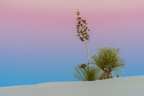 Soaptree yucca (Yucca elata) and gypsum sand dune at twilight, with the Belt of Venus (the blue of Earth&#39;s shadow below the pink sky of sunset). White Sands National Park, New Mexico, USA. Jan...
