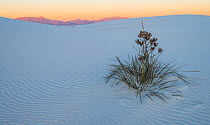 Soaptree yucca (Yucca elata) in predawn light, and San Andres Mountains. White Sands National Park, New Mexico, USA. November.