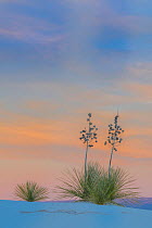 Soaptree yucca (Yucca elata) at sunset. White Sands National Park, New Mexico, USA. November.