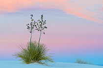 Soaptree yucca (Yucca elata) and twilight sky, showing Belt of Venus (blue of earth&#39;s shadow on the atsmophere below pink of sunset). White Sands National Park, New Mexico, USA. November.